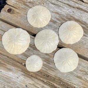 Sand Dollars Authentic York Beach, Maine Set of 6